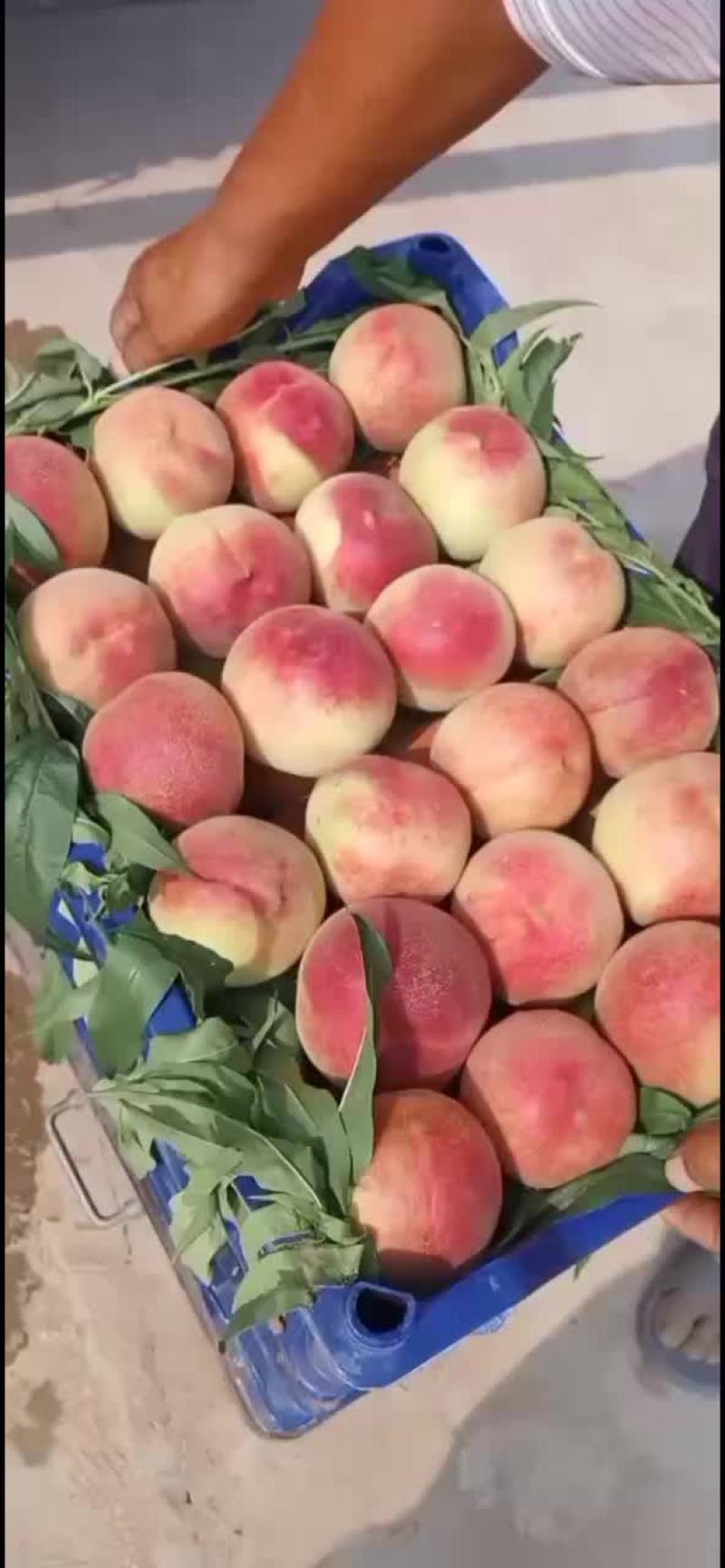 突围桃子大量上市货源充足个头大口感甜