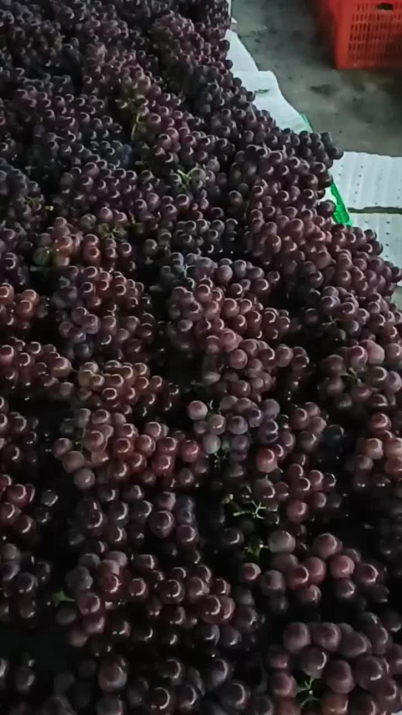 巨峰葡萄