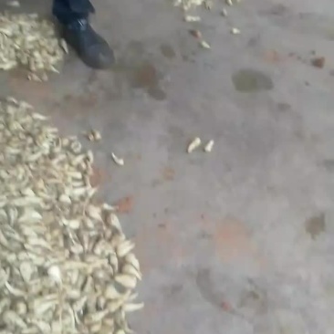 三白藠头