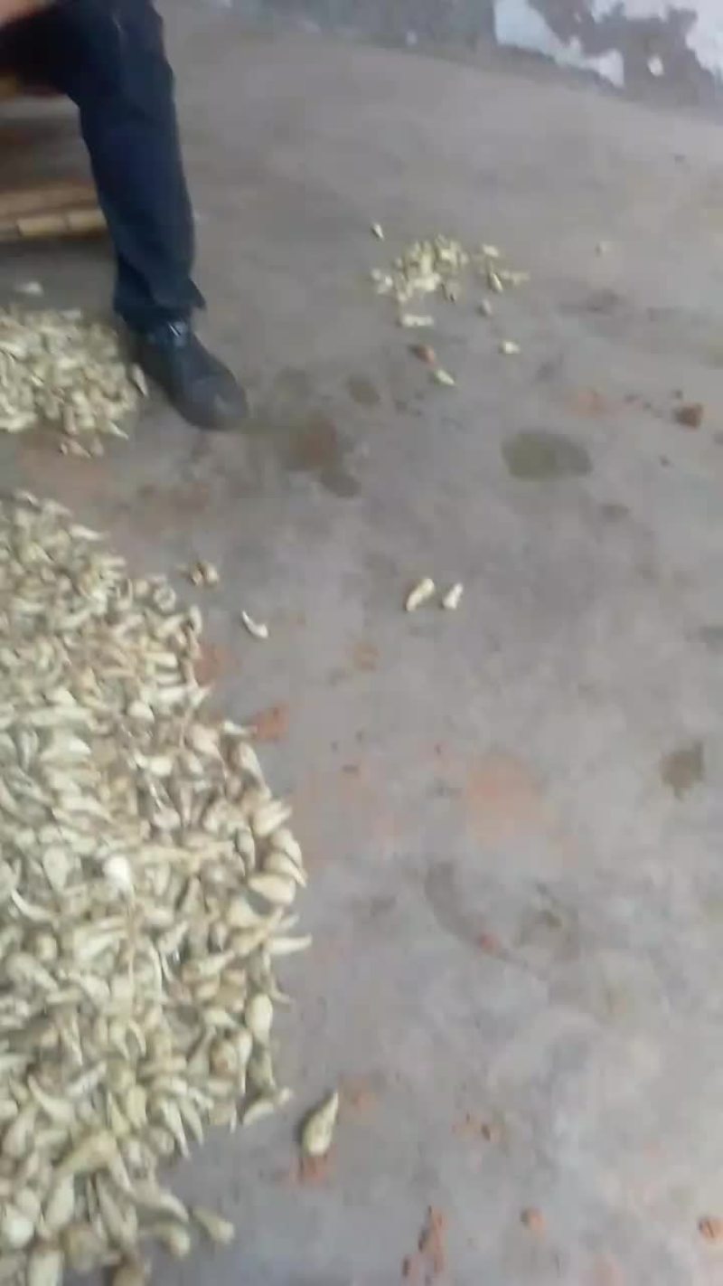 三白藠头