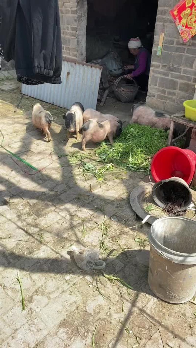 巴马香猪，怀孕母猪，小香猪