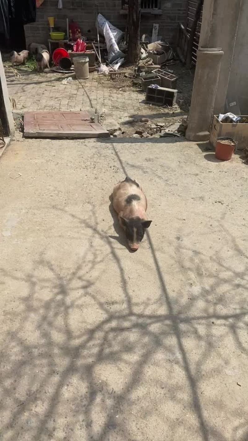 巴马香猪，怀孕母猪，小香猪