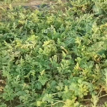 河南开封沙地西瓜