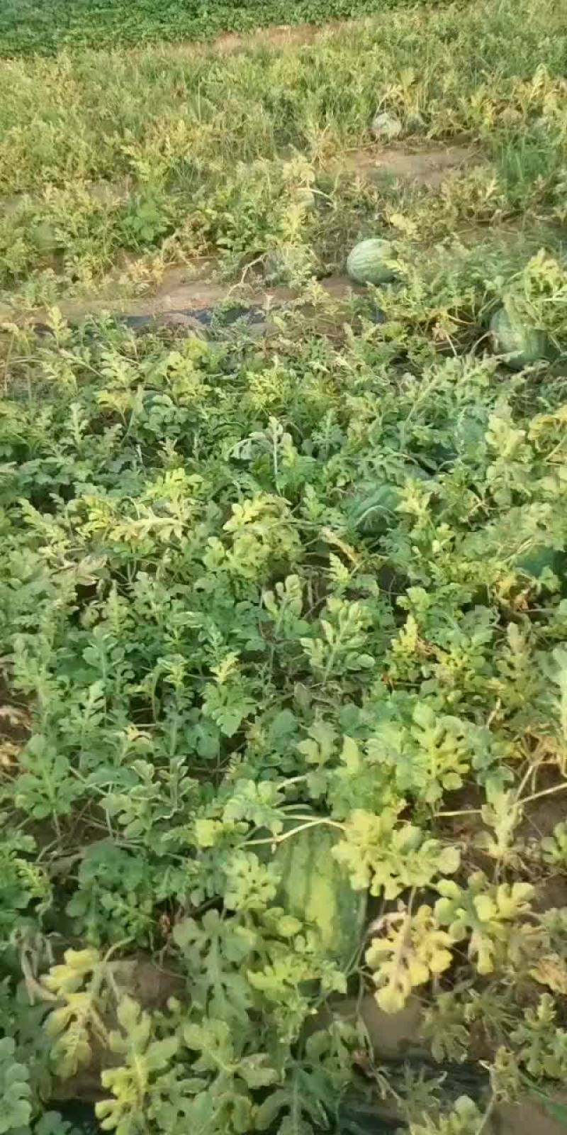河南开封沙地西瓜