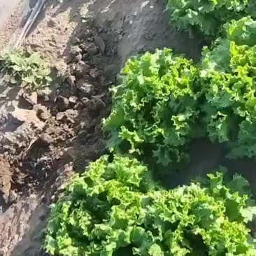 叶生罗马以大量上市