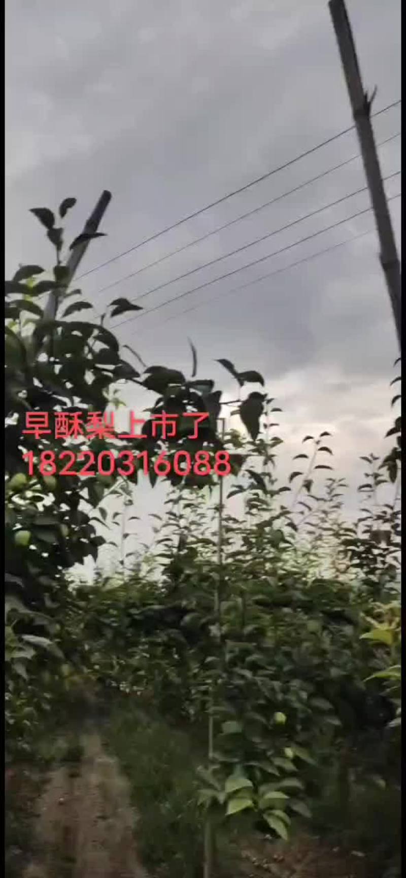 陕西早酥梨
