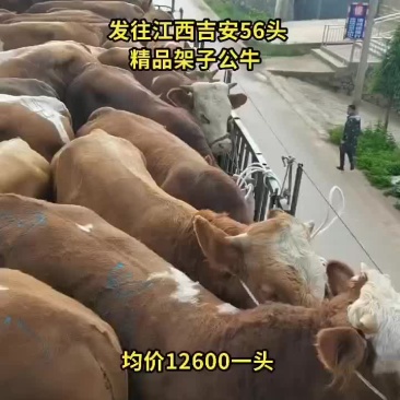 西门塔耳牛