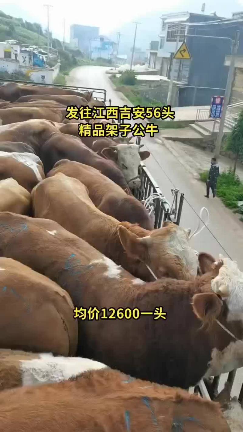 西门塔耳牛