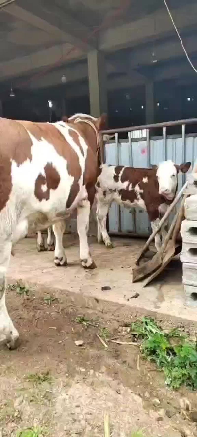 西门塔耳牛