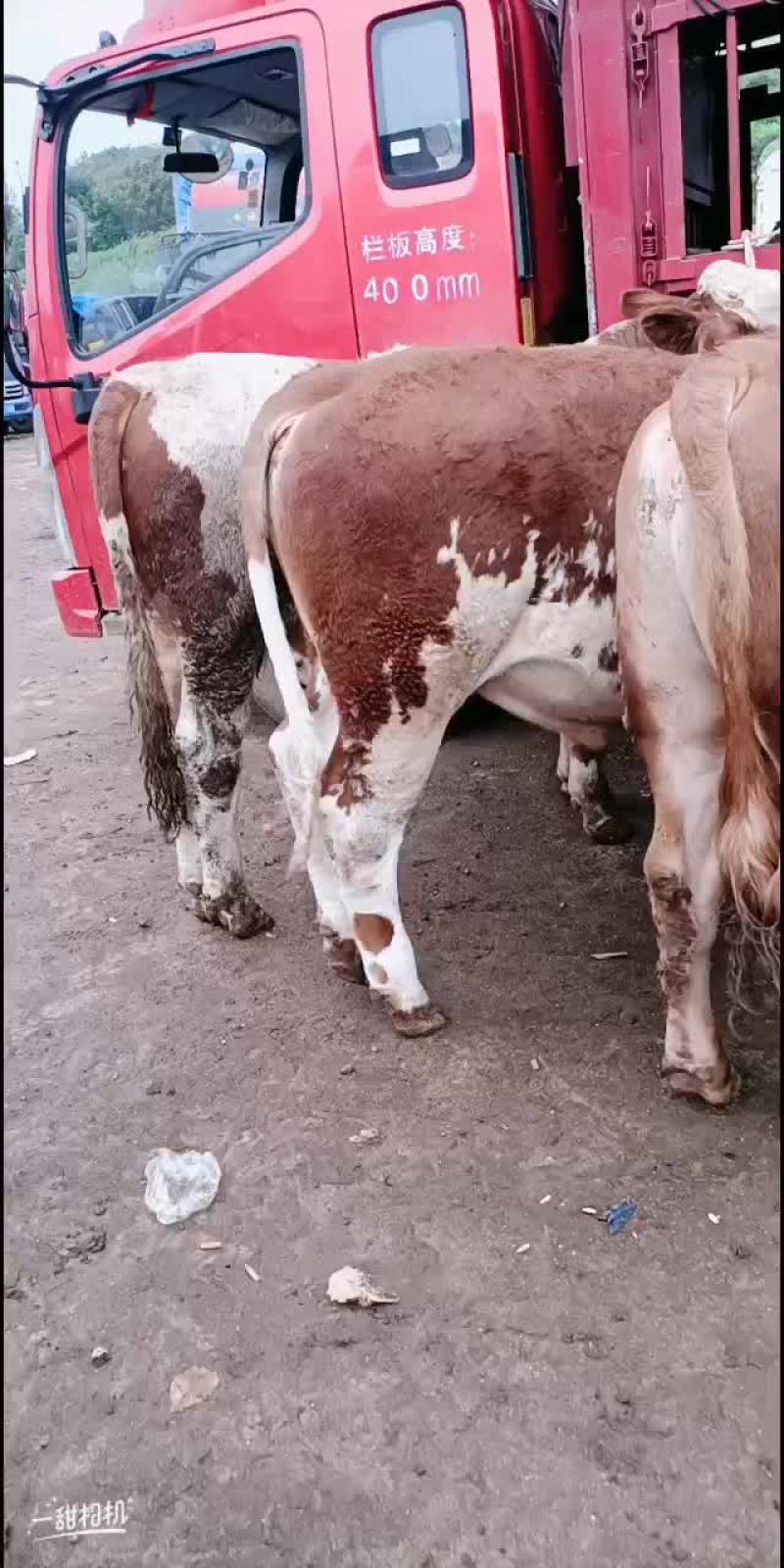 西门塔耳牛