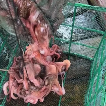 八爪章鱼