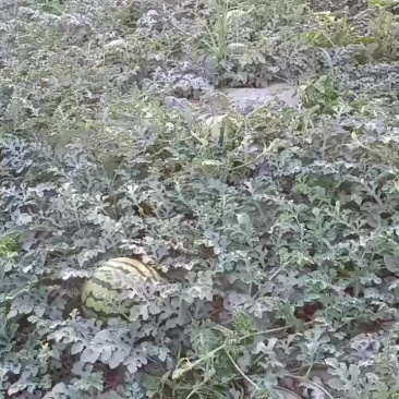 美都