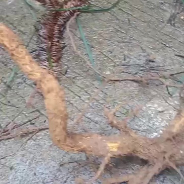 飞龙掌血