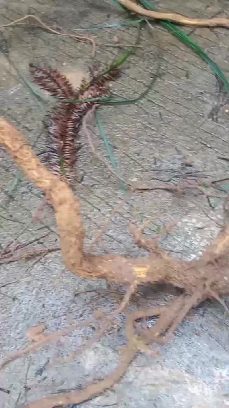 飞龙掌血