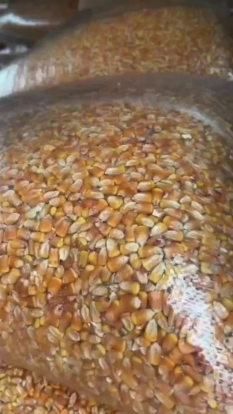 色选玉米