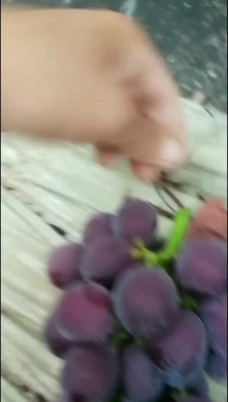 金乡软枝藤稔葡萄开始上货了