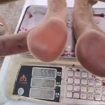 大三叉，头饱满圆润