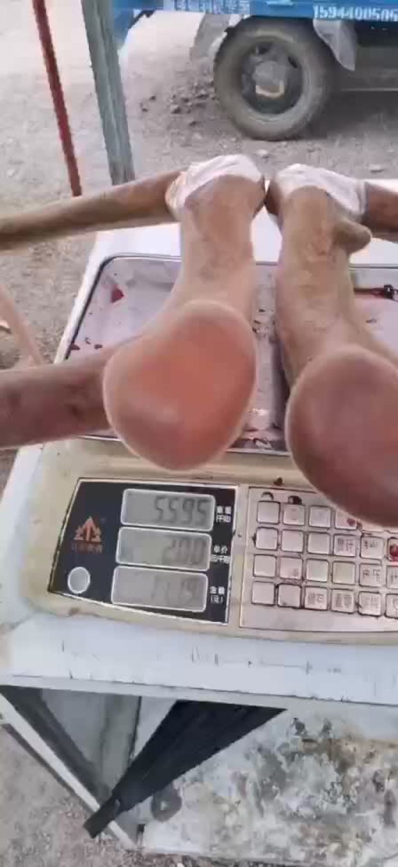 大三叉，头饱满圆润