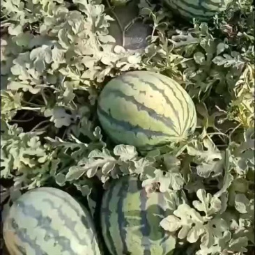 甜王西瓜上市要的老板前来一亩选购这个产品
