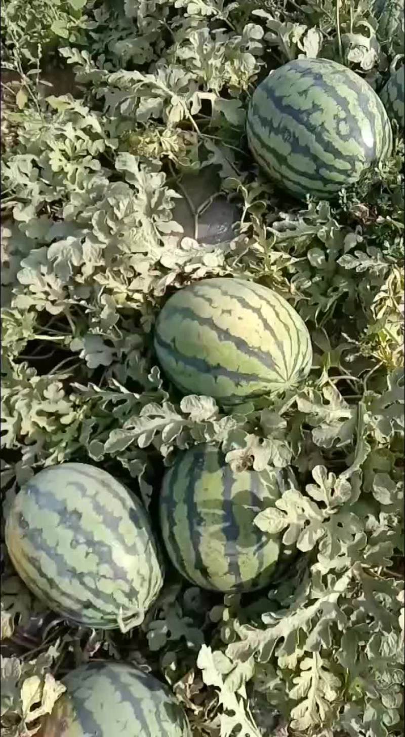 甜王西瓜上市要的老板前来一亩选购这个产品