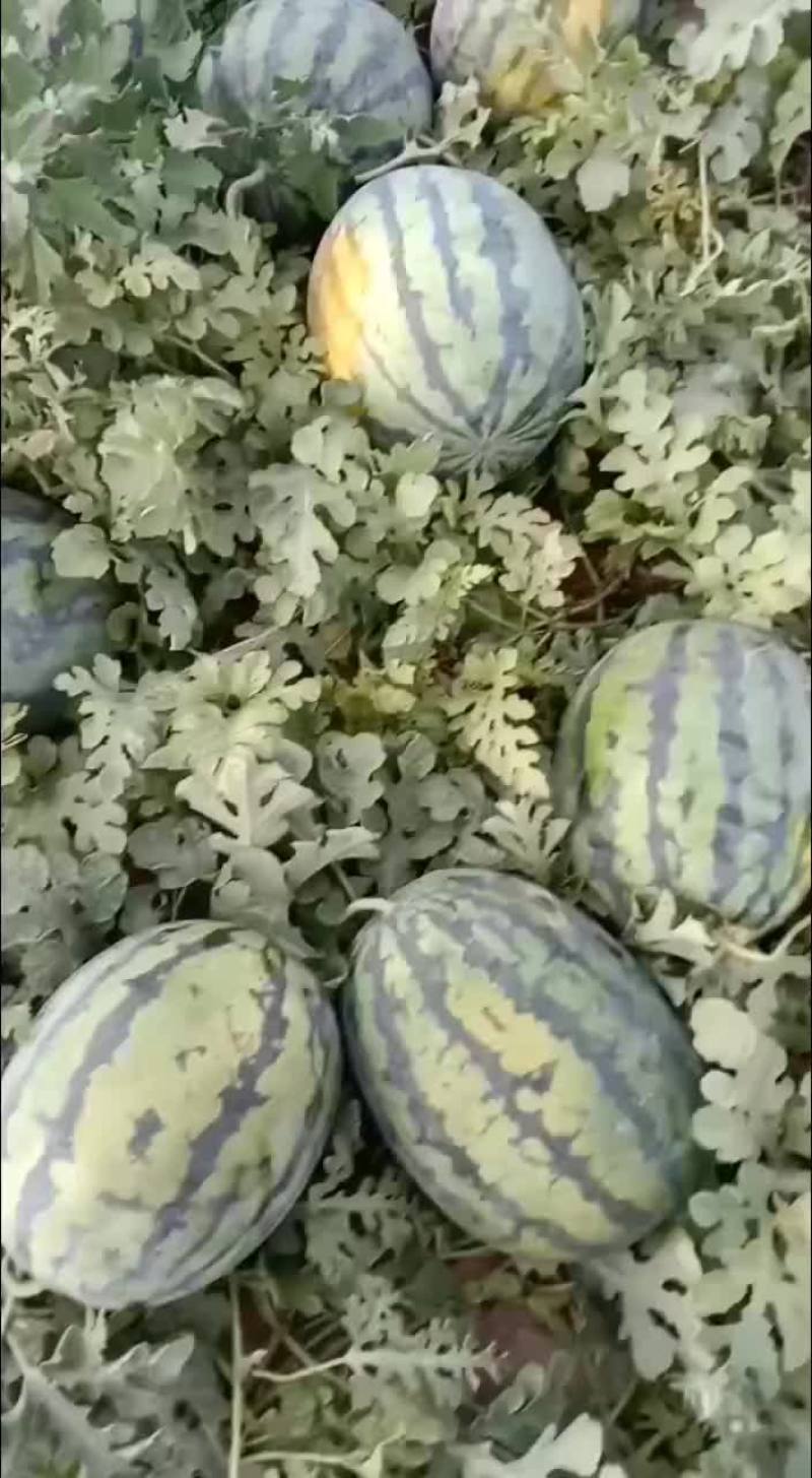 甜王西瓜上市要的老板前来一亩选购这个产品