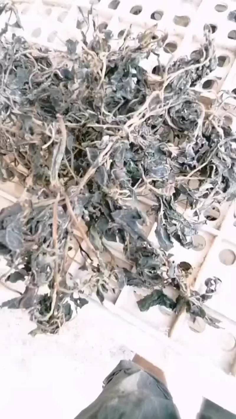 水煮马齿笕