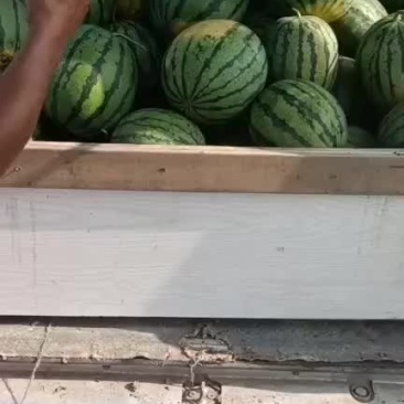 宁河西瓜
