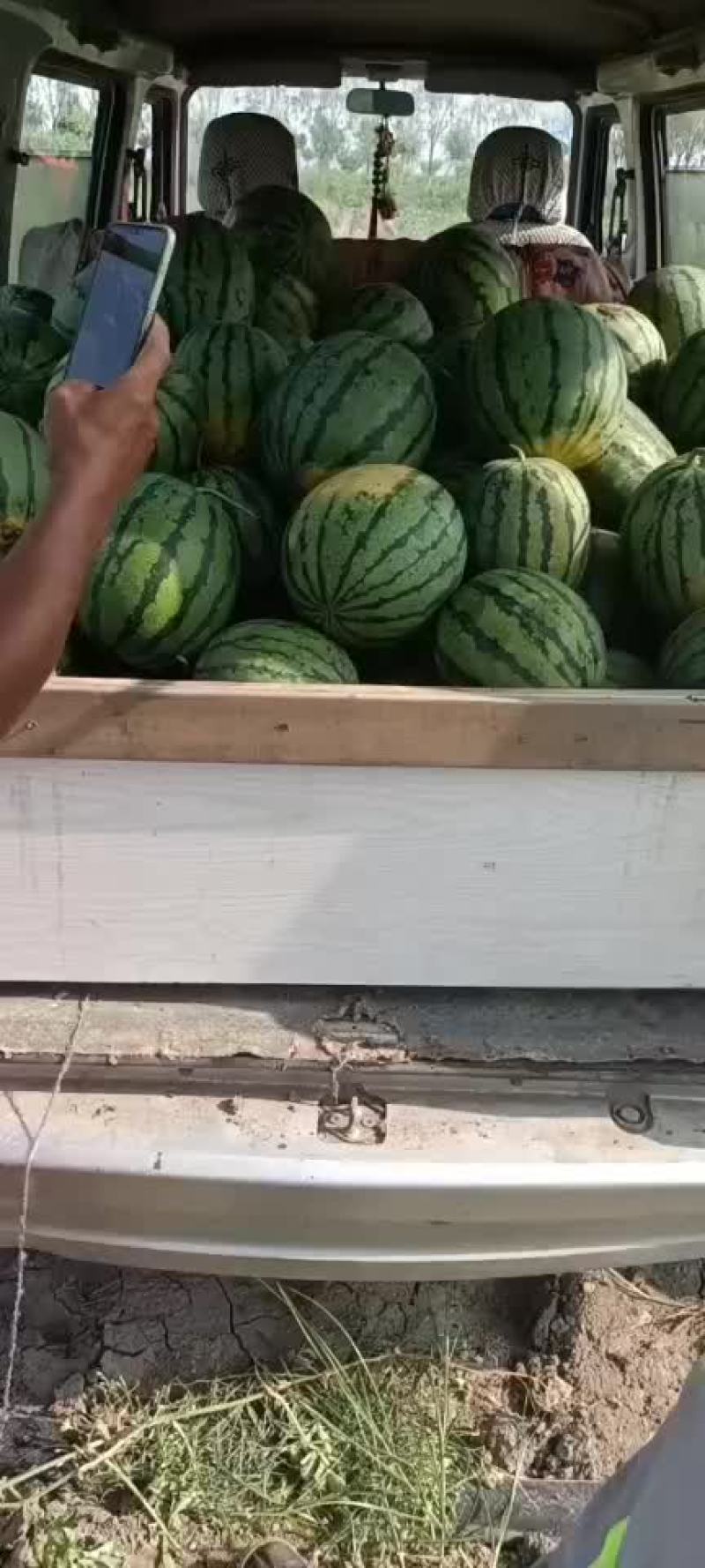 宁河西瓜