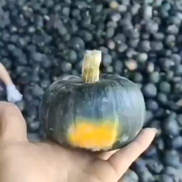 贝贝大量有货，产地直销，诚信经营，商超品质