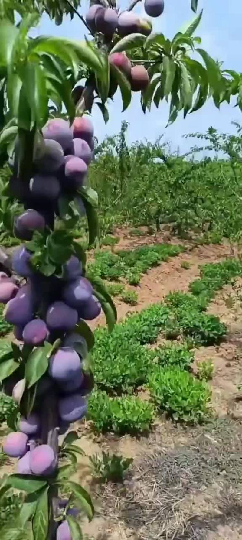 五月脆，八宝丹李