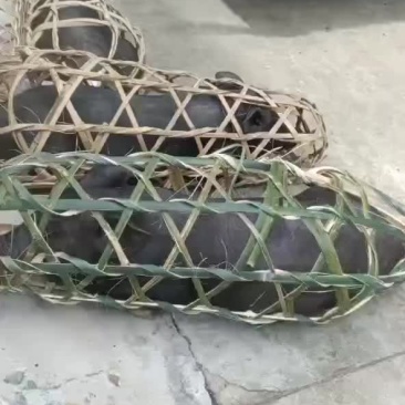 广西合浦土黑仔猪。高长大骨。肯吃肯长。看上请联系我。