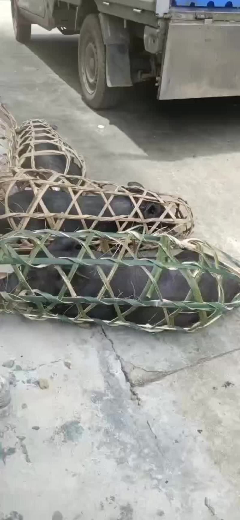 广西合浦土黑仔猪。高长大骨。肯吃肯长。看上请联系我。