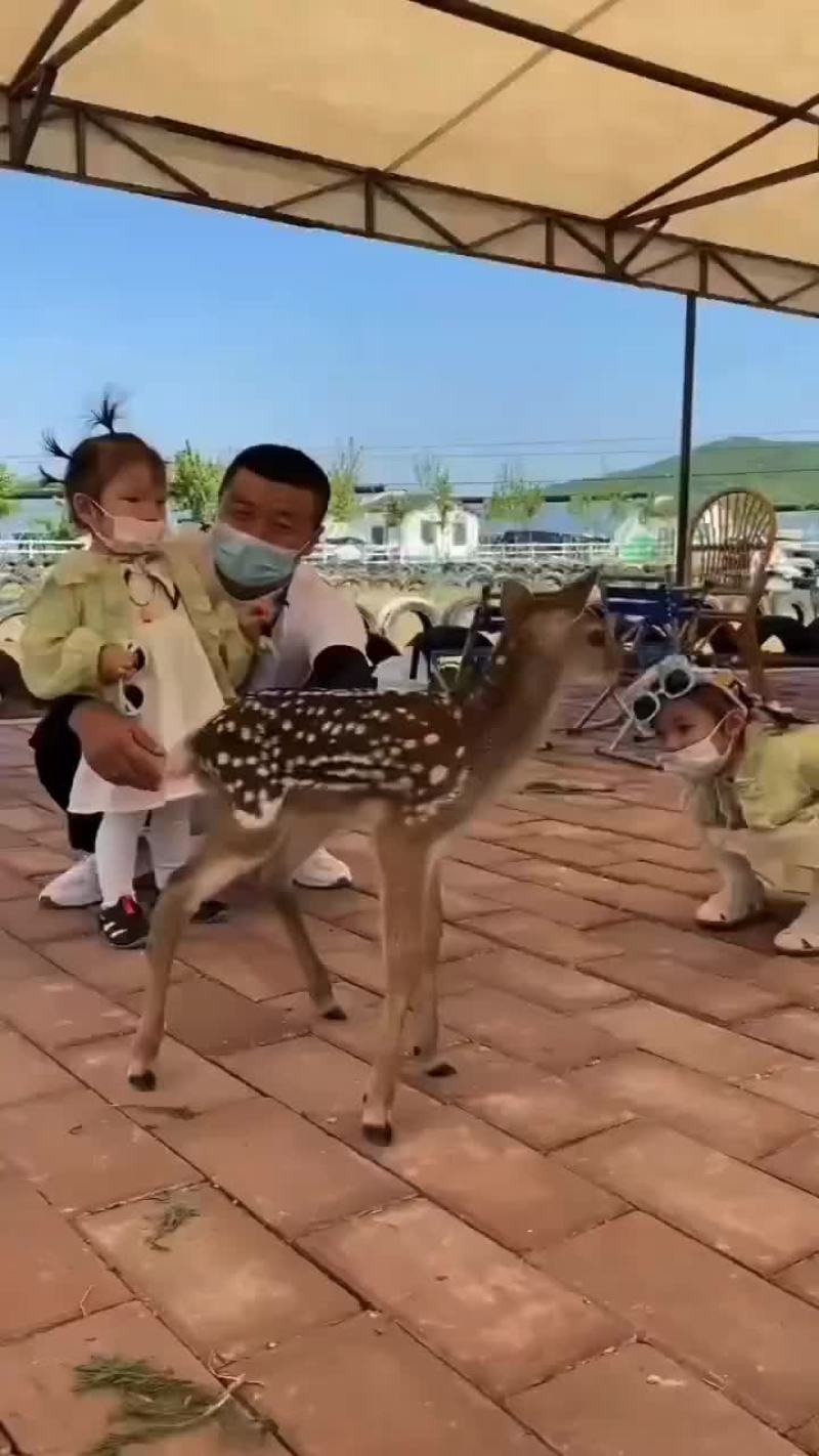亲人的小梅花鹿可以当宠物养小朋友非常喜欢哦
