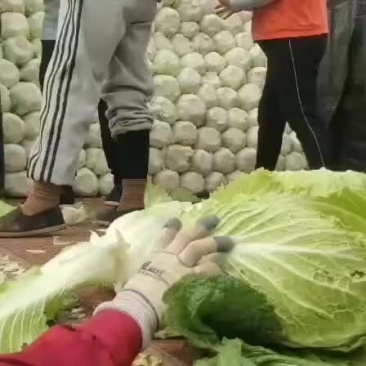 精品黄心菜