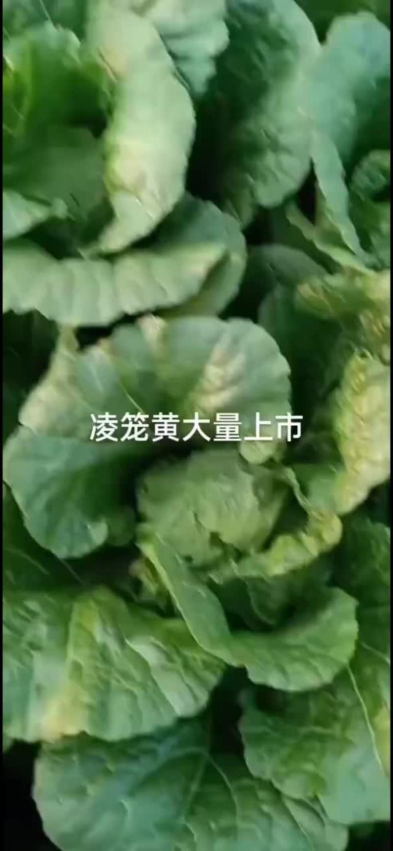 精品黄心菜