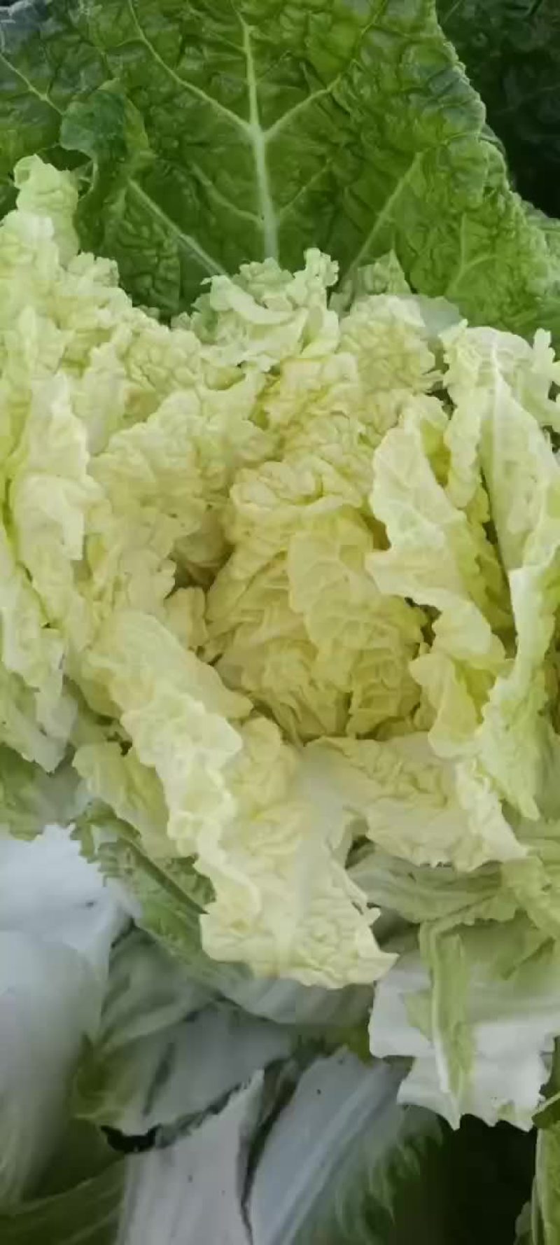 精品黄心菜