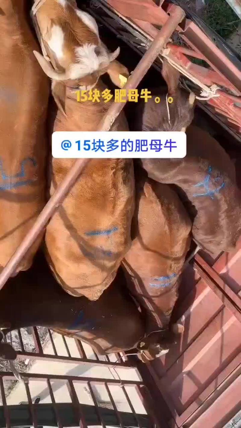 15块多肥母牛