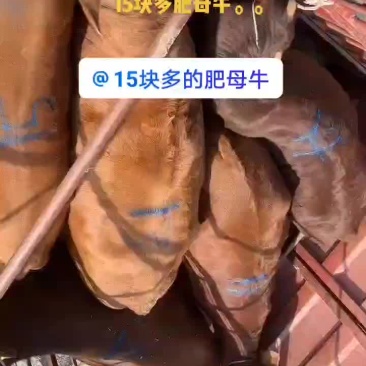 15块多肥母牛
