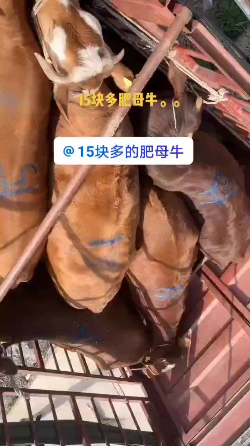 15块多肥母牛