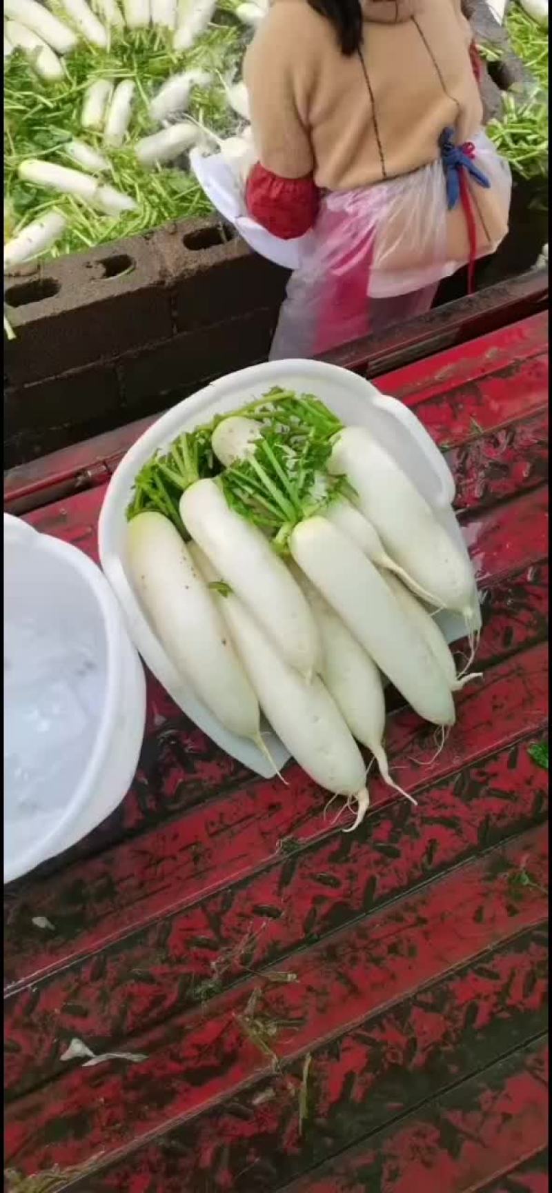 威宁高冷萝卜大量市，0.3一斤，香甜可口