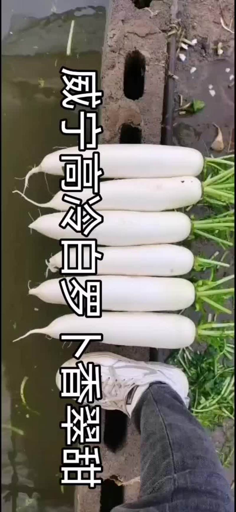 威宁高冷萝卜大量市，0.3一斤，香甜可口