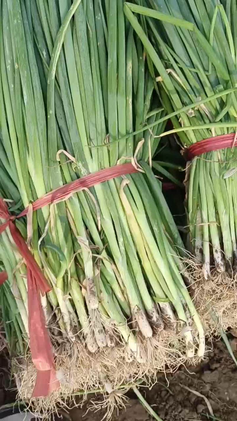 六月二十二号，葱苗基地继续发货