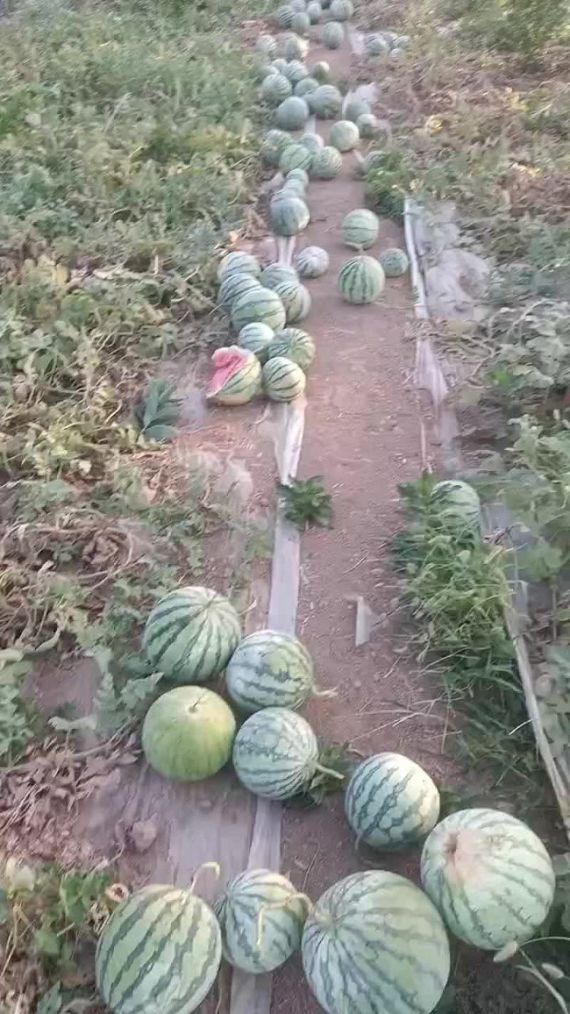 8424西瓜，美都西瓜
