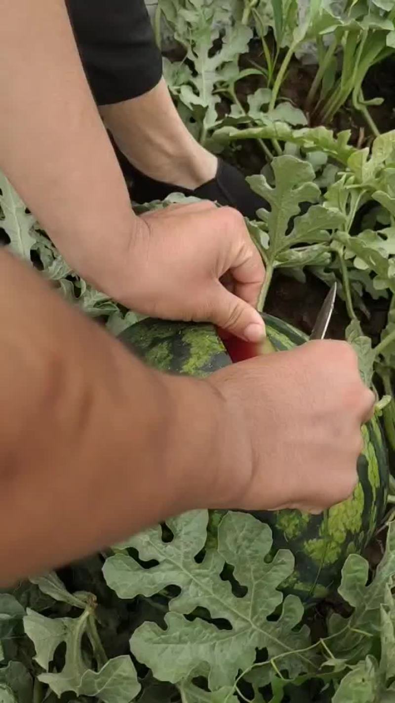 河北唐山玉田精品甜王西瓜大量供应，诚信经营