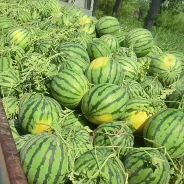 正宗台头京欣西瓜