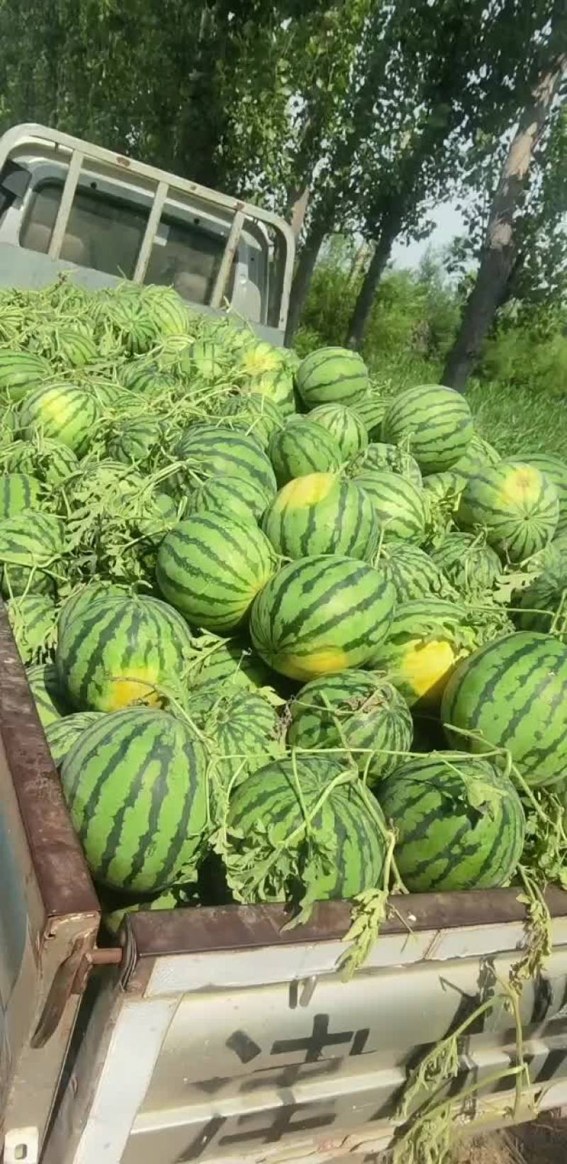 正宗台头京欣西瓜