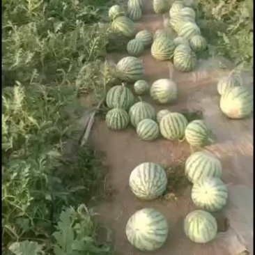 8424西瓜，美都西瓜