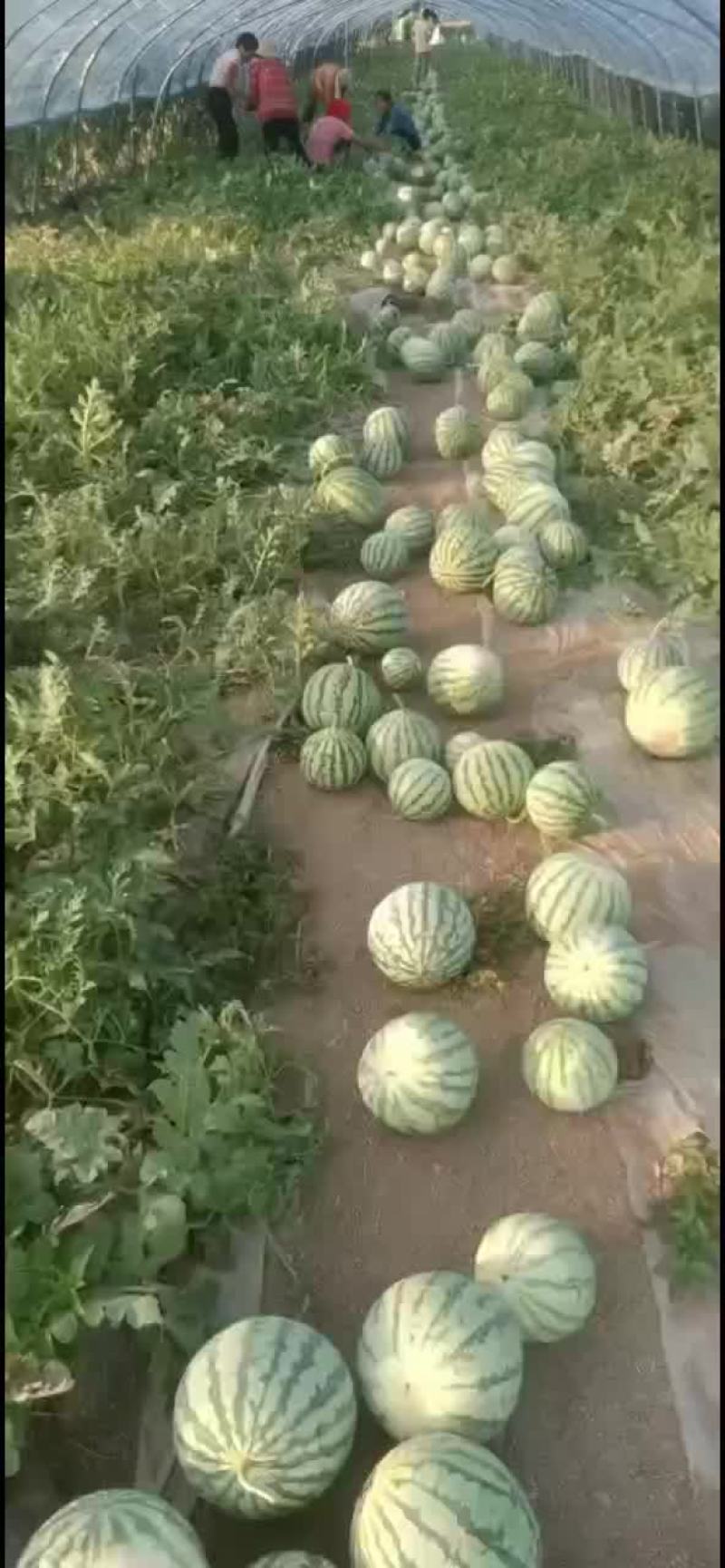 8424西瓜，美都西瓜