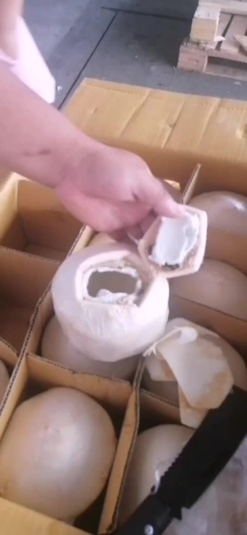 椰青