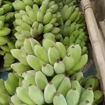 汕头苹果蕉，大量现货，量大质优，全国供应